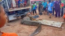 Dintai Lama, Buaya 4 Meter Terjerat Perangkap yang Dibuat Warga